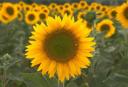 girasole.jpg